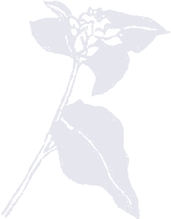 ソバの花
